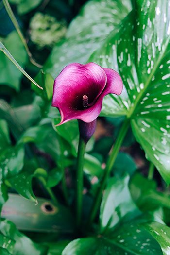 Calla Lilies Meaning in Gardens