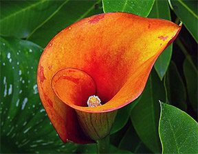 Calla Lily Color Meaning