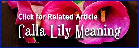 Calla Lily Meaning Article Link