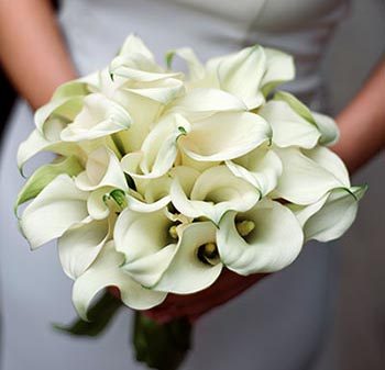 Calla Lily Meaning in Weddings