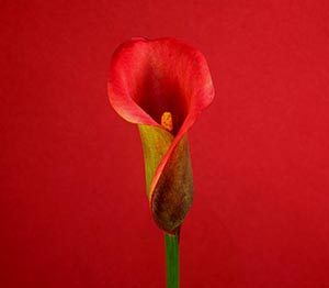 Calla Lily Meaning to the Romans