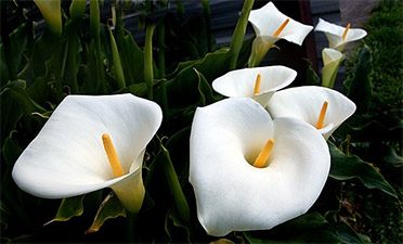 Calla Lily Spiritual Meaning