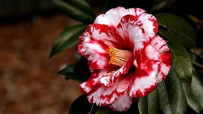 Camellia Flower Color Meaning