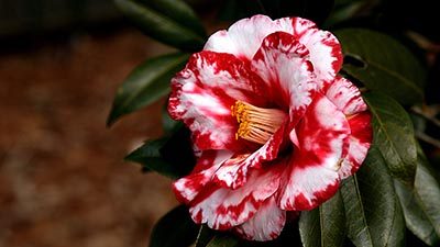 Camellia Flower Meaning