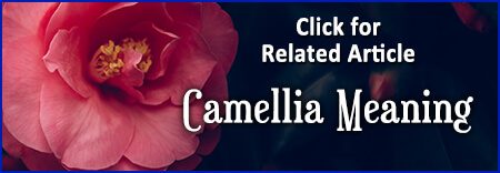 Camellia Meaning Article