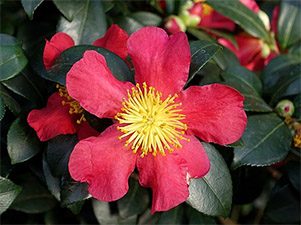 Camellia Meaning in Europe