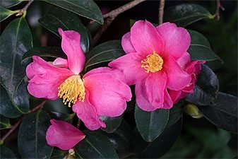 Camellia Symbolism