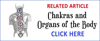 Chakras & Organs Article