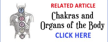 Chakras & Organs Article