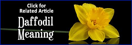 Daffodil Flower Meaning Article