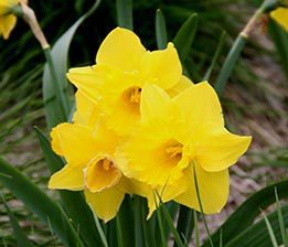 Daffodil Meaning Flower Symbolism