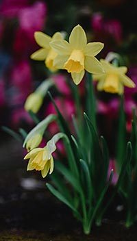 Daffodil Meaning Greek Mythology