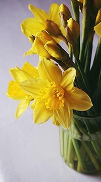 Daffodil Meaning Yellow Flowers