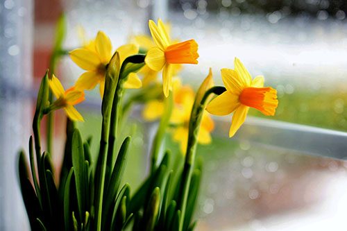 Daffodil Meaning in Chinese New Year
