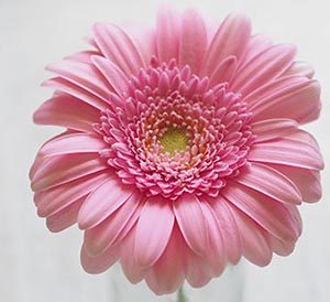 Daisy Color Meaning Pink