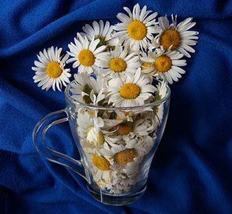 Daisy Flowers Meaning and Myth