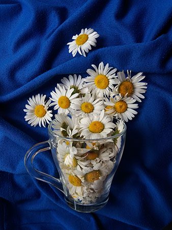 Daisy Meaning and Practical Uses