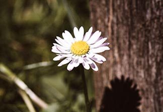 Daisy Name Meaning
