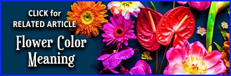 Flower Color Meaning Article Link