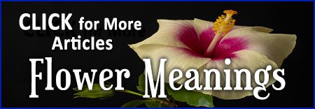 Flower Symbolism and Meaning