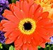 Flower Symbolism Resources