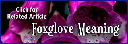 Foxglove Meaning Article Link