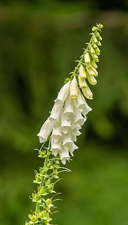 Foxglove Flower Meaning