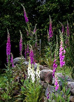 Foxglove Flower Meaning in Gardens