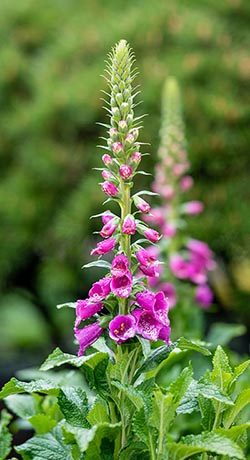 Foxglove Flower Meaning