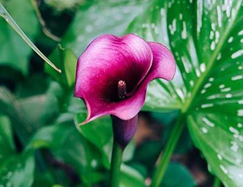 Growing Calla Lilies