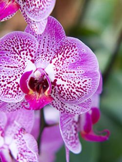 Orchid Flower Meaning and Popularity