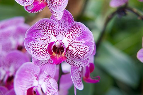 Orchid Flower Meaning and Popularity
