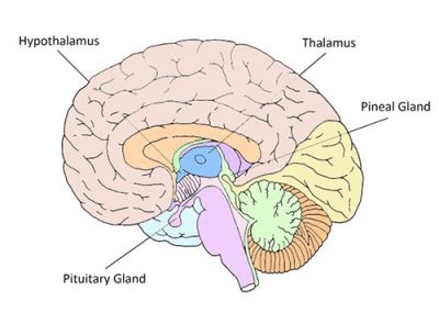 Brain and Solar Plexus Chakra