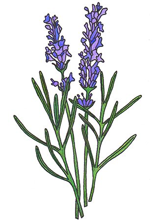 Lavender Essential Oil for the Chakras