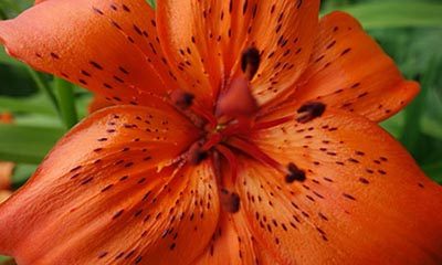 Lily Flower Meaning History