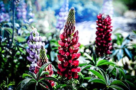 Lupine Flower Meaning in the Garden
