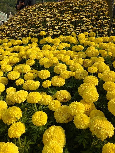 Marigold Color Meaning