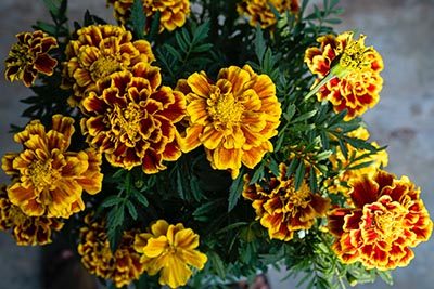 marigolds symbolism