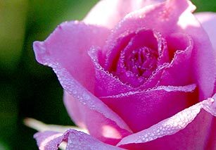 Meaning of a Pink Rose