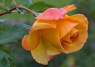 Meaning of a Rose and the History of England