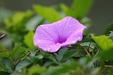 Morning Glory Flower Meaning And Other Uses