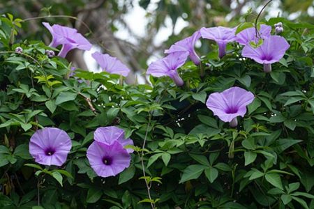Morning Glory Flower Meaning