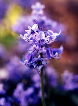 Nature and Bluebell Flower Meaning