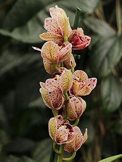 Orchid Flower Meaning Based on Color