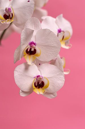 Orchid Flower Meaning in China