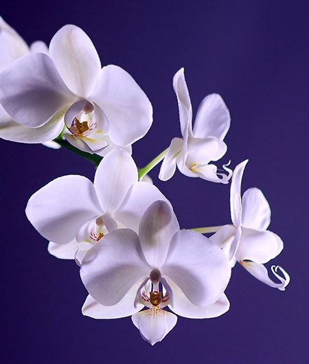 Orchid Flower Meaning and Growing Orchids