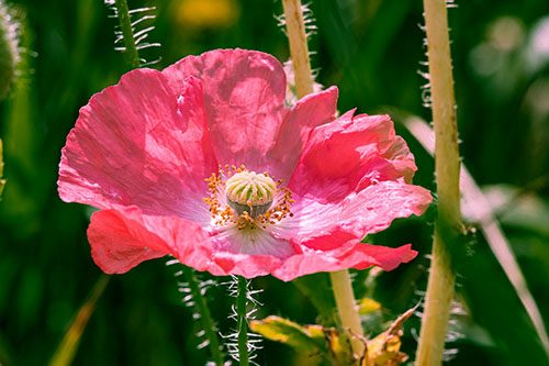 Pink Poppy Flower Meaning