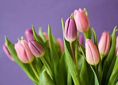 Pink Tulip Meaning
