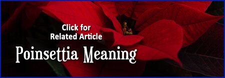 Poinsettia Article Link
