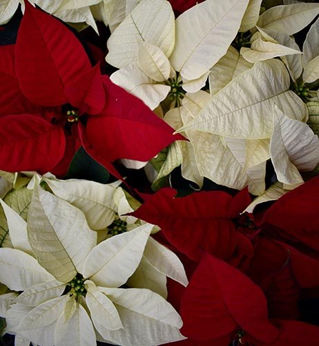 Poinsettia Meaning for Christmas